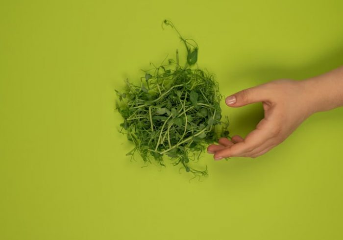 Top view of crop unrecognizable person against heap of fresh cress leaves with wavy stalks on green background